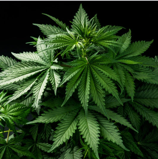 3 Surprising Insights on Delta-8 THC You Gotta Know